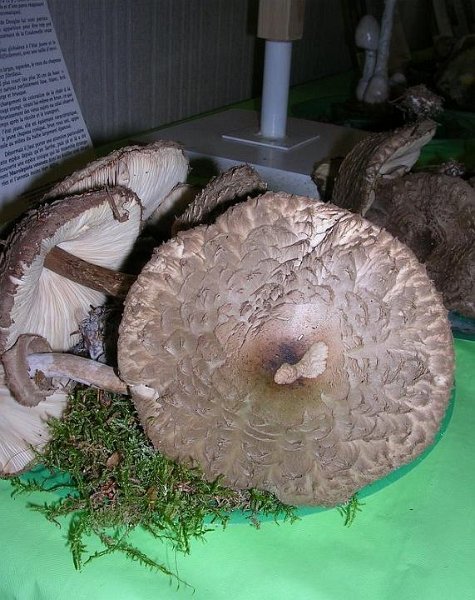 2008 10 Expo Bergerie Rambouillet 59